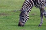 The Portrait Of A Zebra Stock Photo