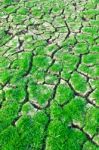 Green Grass On Cracked Earth Stock Photo