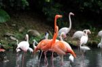 Flamingos Stock Photo