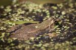 Close-up Shot Of A Marsh Frog Stock Photo