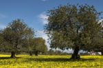 Almond Orchard In A Field Of Yellow Flowers Stock Photo