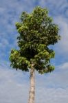 Dipterocarpus Alatus Roxb Green Beautiful High Stock Photo