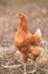 Brown Hen Chicken Standing In Field Use For Farm Animals, Livest Stock Photo