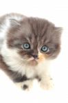 Persian Kitten Stock Photo