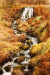 Waterfall And Snowdrops At  Dawyck Botanic Garden Scotland Stock Photo