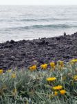 Typical Stone Beach In Madeira Stock Photo