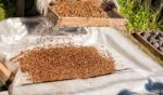 Man Sifts Through A Sieve Pine Nuts Stock Photo