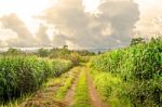 Landscape Of Corn Field And Local Road With The Sunset  Stock Photo