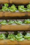 Growing Lettuce In Bamboo Container Stock Photo