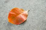 Orange Leaf On Concrete Background Stock Photo