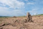 Tree Stump In Deforested Mountain Hill Stock Photo