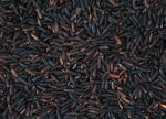 Black Rice Stock Photo