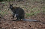 Wallaby Stock Photo