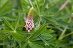 Wild Lupin (lupinus Perennis) Stock Photo