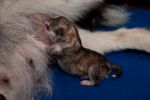 Newborn Pup Stock Photo