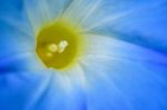 Carpel Of Blue Flower Stock Photo