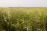 Mediterranean Native Vegetation Stock Photo