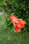 Pomegranate Tree In Benalmadena Stock Photo