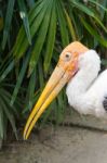 The Adult Endangered Milky Stork Stock Photo