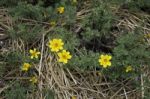 Mini Yellow Flower Bloom In Home Garden Stock Photo