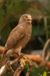 Buzzard,rufous-winged Buzzard (butastur Liventer) Stock Photo