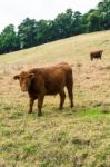 Country Cows Stock Photo