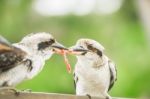 Kookaburras Fighting For Food During The Day Stock Photo