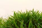 Top View Of Small Bamboo Bush Stock Photo