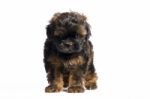 Brown Little Havanese Puppy Stock Photo