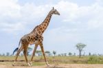 Giraffe In Serengeti Stock Photo