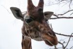 Smart Animal Giraffe's Head Stock Photo