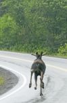 Moose On Wet Road Stock Photo