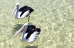 Pelicans Swimming In The Water Stock Photo