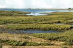 Natural Ria Formosa Marshlands Stock Photo