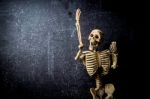 Human Skeleton Stock Photo