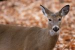 Beautiful Photo Of The Cute Deer In The Forest Stock Photo