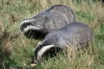 European Badger (meles Meles) Stock Photo