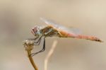 Red Dragonfly Stock Photo