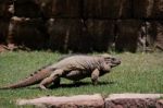 Fuengirola, Andalucia/spain - July 4 : Rhinoceros Iguana (cyclur Stock Photo