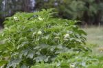 Plantation Of Turkish Shacks In Organic Garden Stock Photo