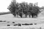 Country Cows Stock Photo