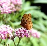 Butterfly Sucking Nectar Stock Photo