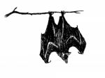 Upside Down Bat Stock Photo