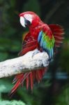 Greenwinged Macaw Stock Photo