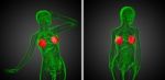 3d Rendering Medical Illustration Of The Human Breast Stock Photo