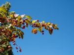 Spindle Tree With Distinctive Fruit Stock Photo