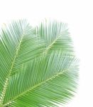 Coconut Leaf Isolated On White Background Stock Photo