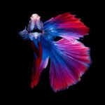 Betta Fish On Black Stock Photo