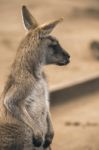 Kangaroo Outside Stock Photo