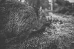 Wombat During The Day Stock Photo